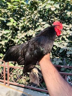 Bentam Black Color Male