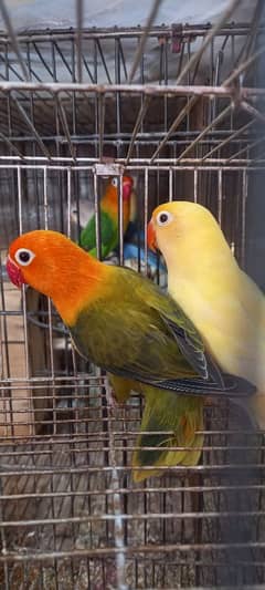 Love bird breeder pairs