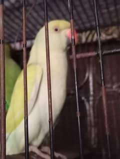 Colorful Parrots for Sale - Healthy & Active!