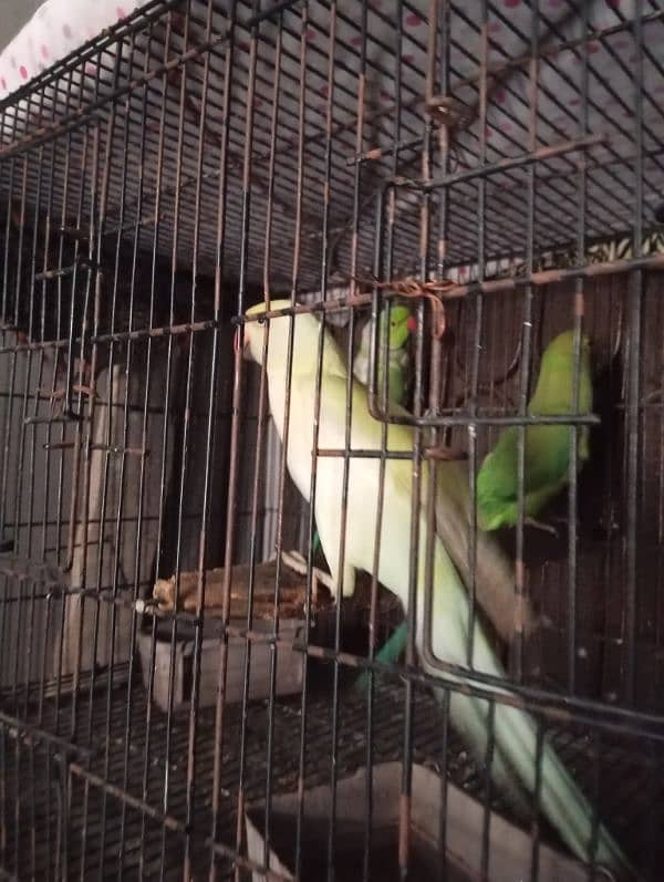 "white Parrots for Sale - Healthy & Active!" 2