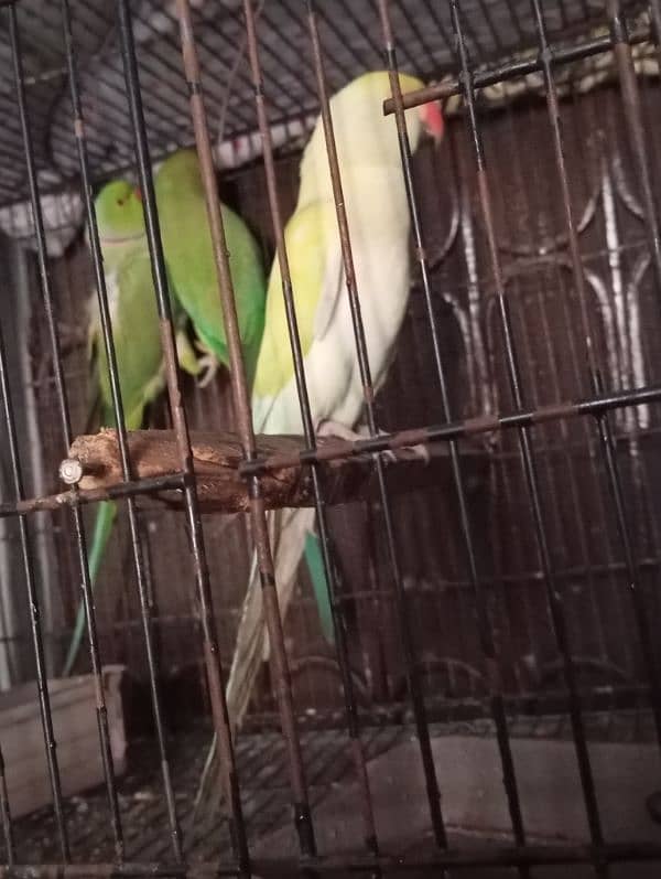 "white Parrots for Sale - Healthy & Active!" 3