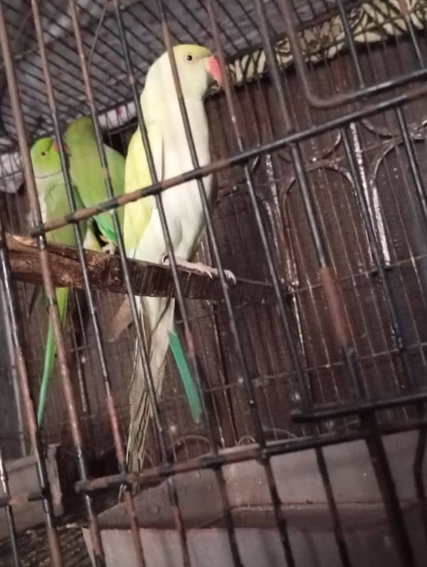 "white Parrots for Sale - Healthy & Active!" 4