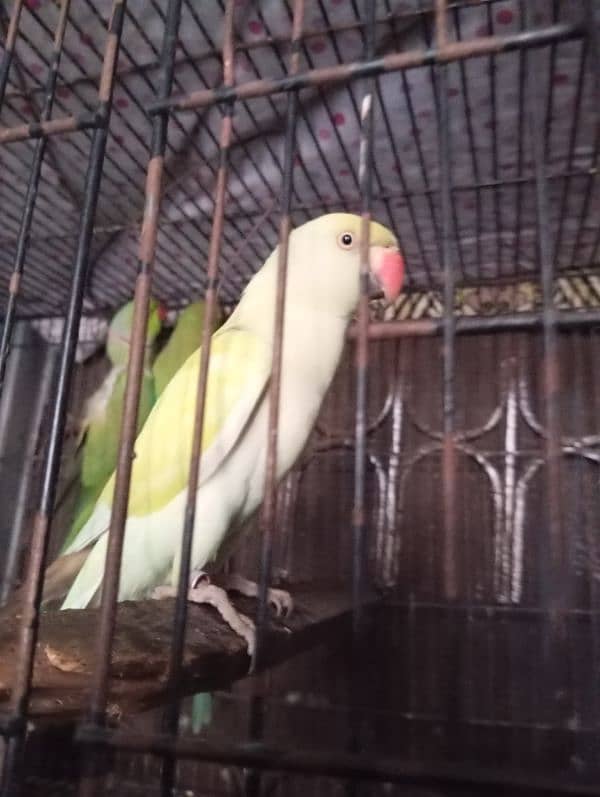 "white Parrots for Sale - Healthy & Active!" 5