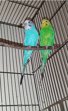 budgies Australian parrots