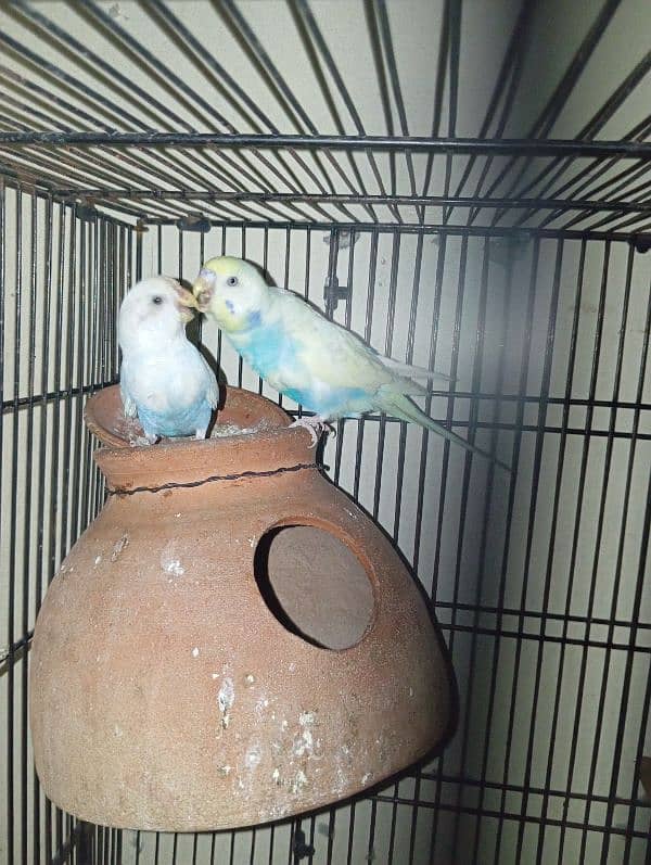 budgies Australian parrots 2