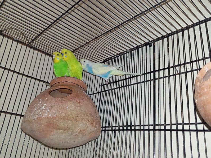 budgies Australian parrots 3