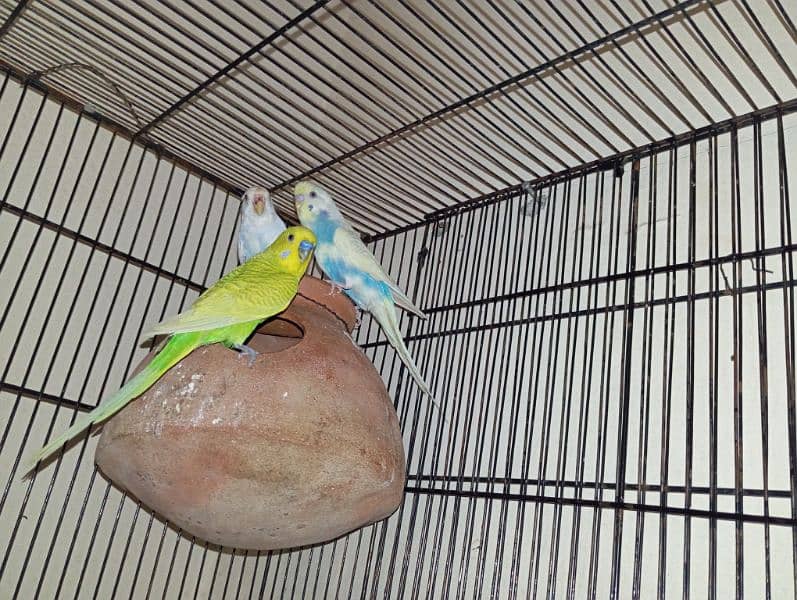 budgies Australian parrots 4