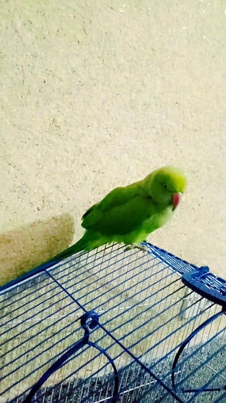 green parrot for sell healthy  and fresh 0