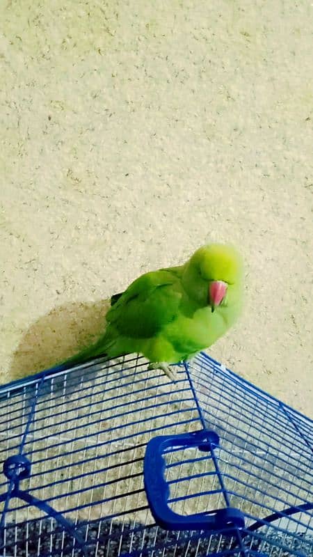 green parrot for sell healthy  and fresh 2