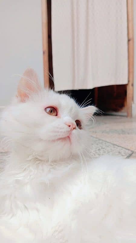 Persian male  CAT 1