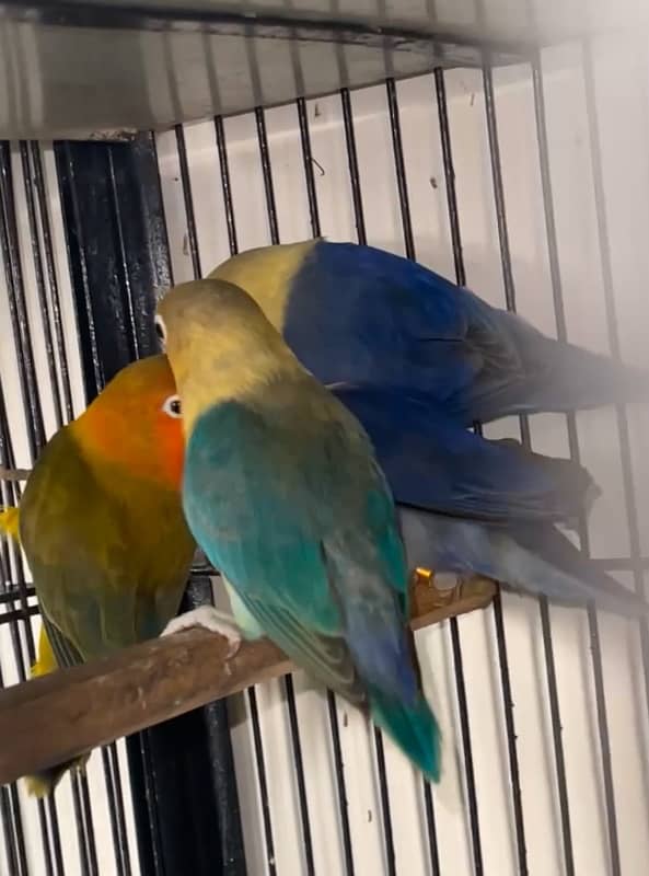 LoveBirds { Read Ad Plz } 2