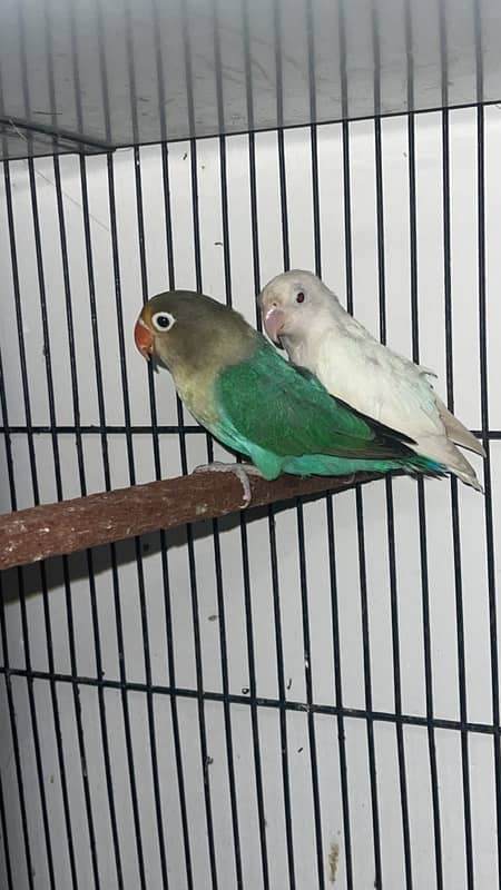 LoveBirds { Read Ad Plz } 4