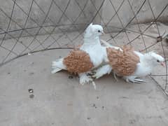 Yellow saddle frillback pigeon. Superb quality.