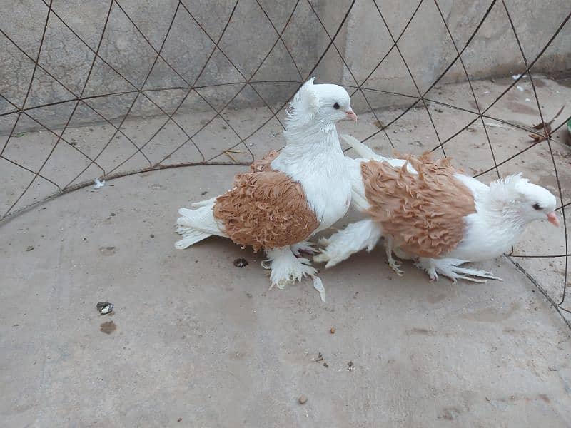 Yellow saddle frillback pigeon. Superb quality. 0