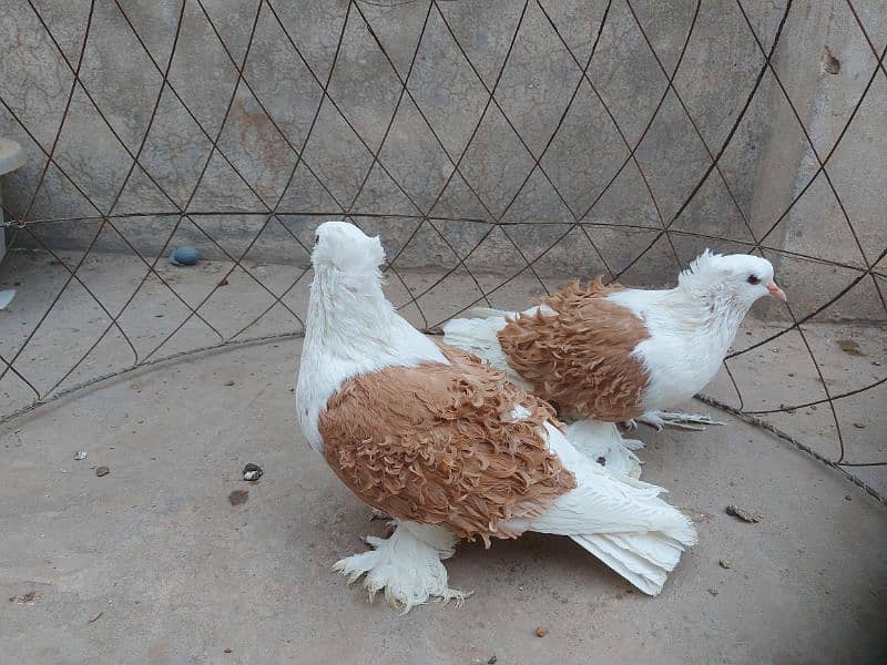 Yellow saddle frillback pigeon. Superb quality. 1