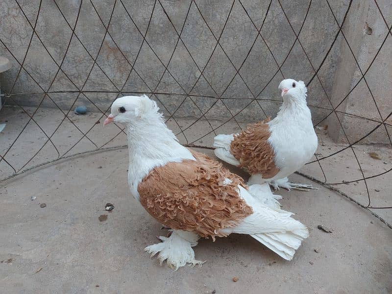 Yellow saddle frillback pigeon. Superb quality. 2