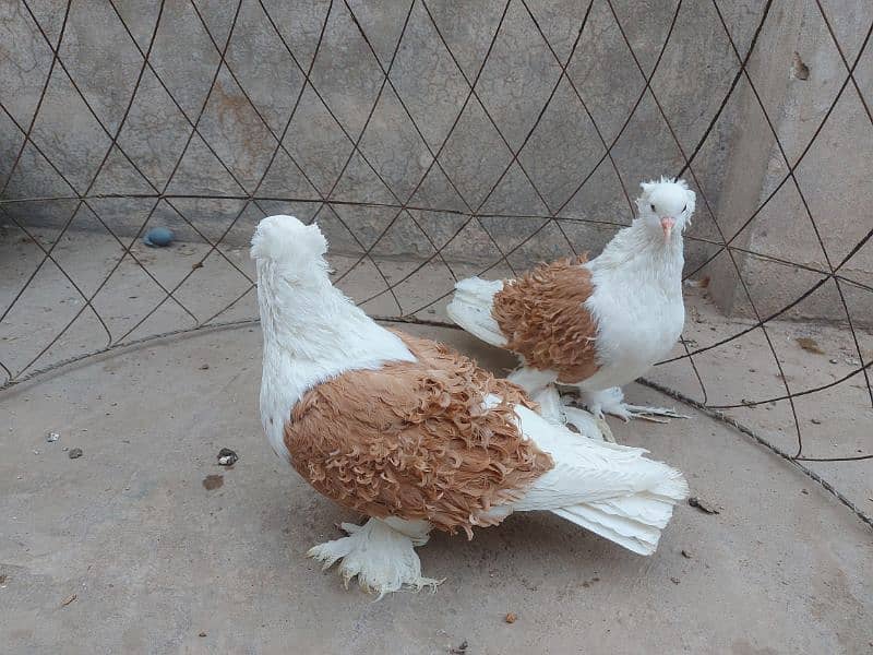 Yellow saddle frillback pigeon. Superb quality. 3