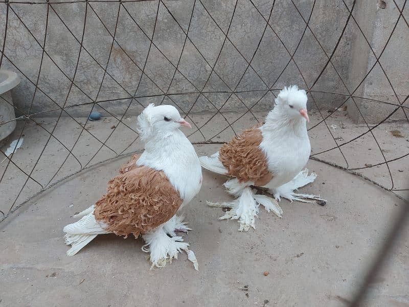 Yellow saddle frillback pigeon. Superb quality. 4