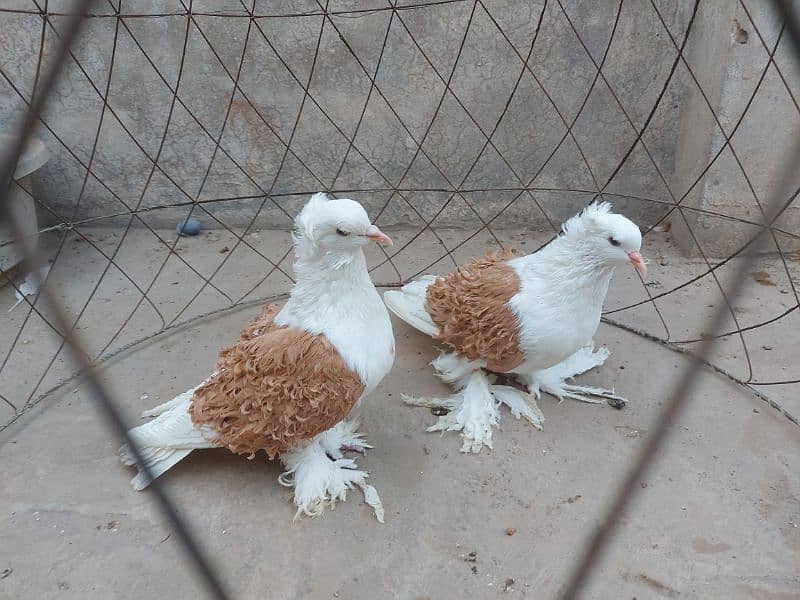 Yellow saddle frillback pigeon. Superb quality. 5