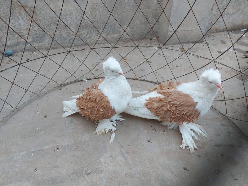 Yellow saddle frillback pigeon. Superb quality. 6