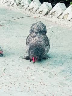 Bantam pair Hens