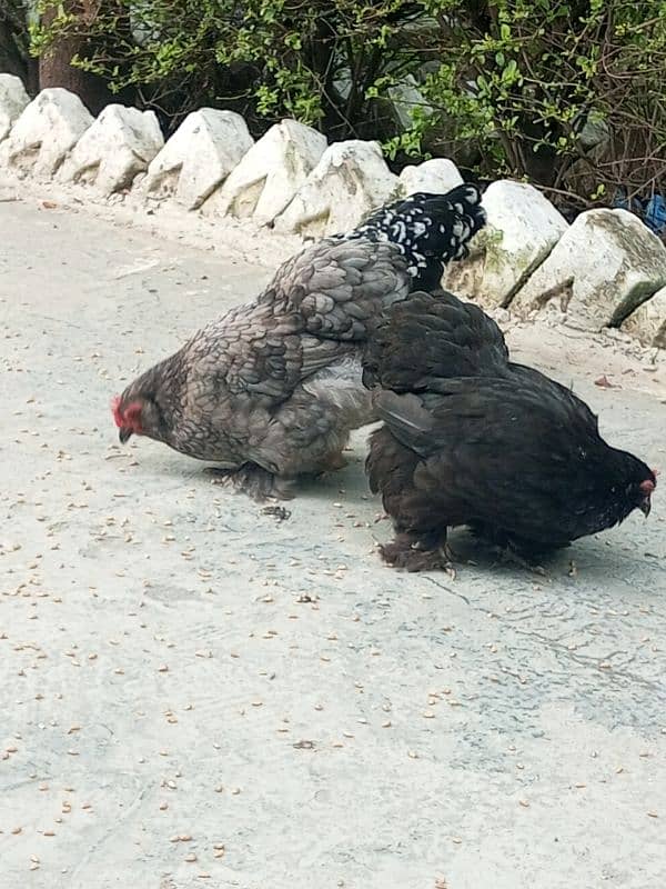 Bantam pair Hens 1