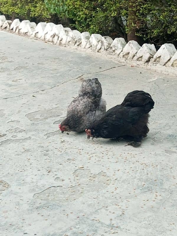 Bantam pair Hens 3