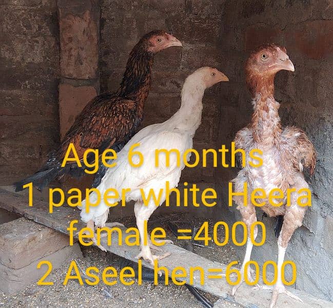 Aseel chicks and Aseel roosters and Hen 1