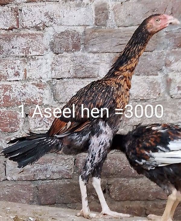 Aseel chicks and Aseel roosters and Hen 7