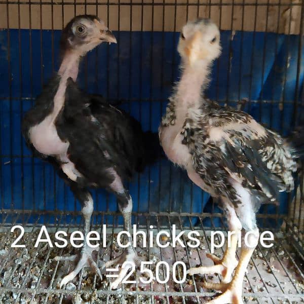 Aseel chicks and Aseel roosters and Hen 9