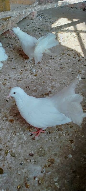 Lucky kabotar breeder pairs for sale in faisalabad 3