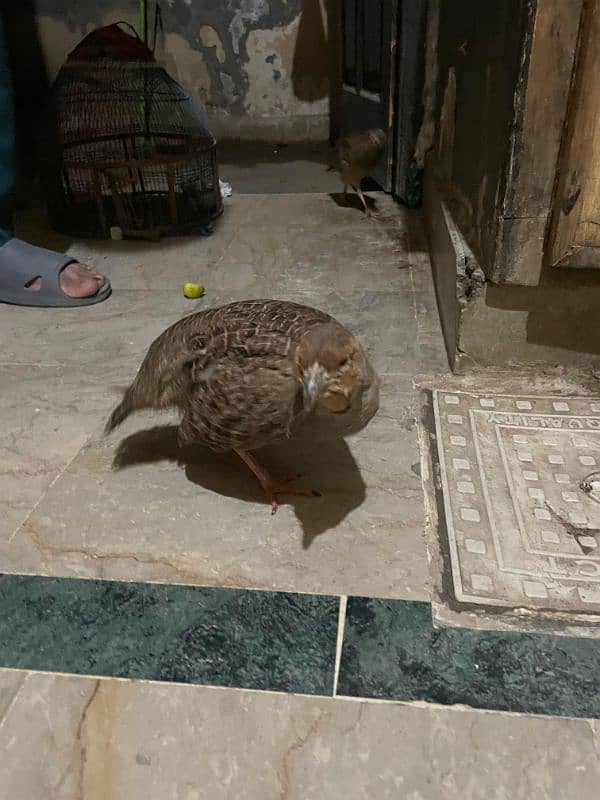 Full Sized injured Dakni Male 2