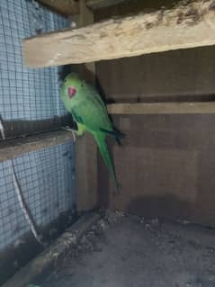 ringnack parrot