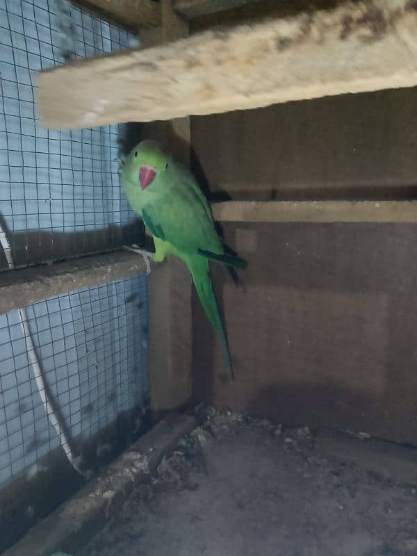 ringnack parrot 1