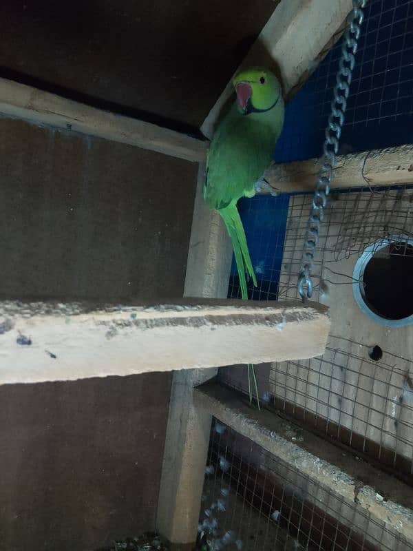 ringnack parrot 2