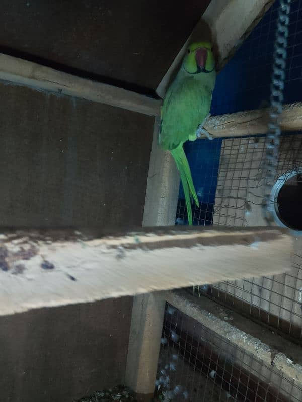 ringnack parrot 3