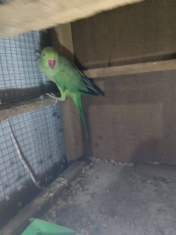 ringnack parrot 11