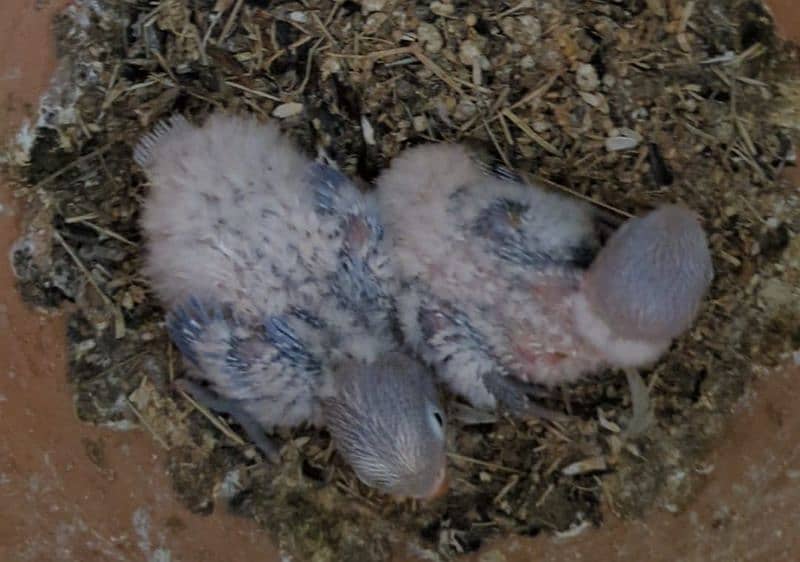 ALBINO RED EYES PESTALINO PAIR 0