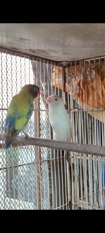 ALBINO RED EYES PESTALINO PAIR 1