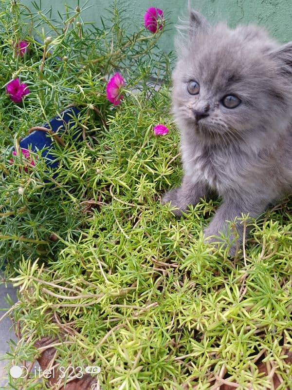 grey kitten available cute kitten 0