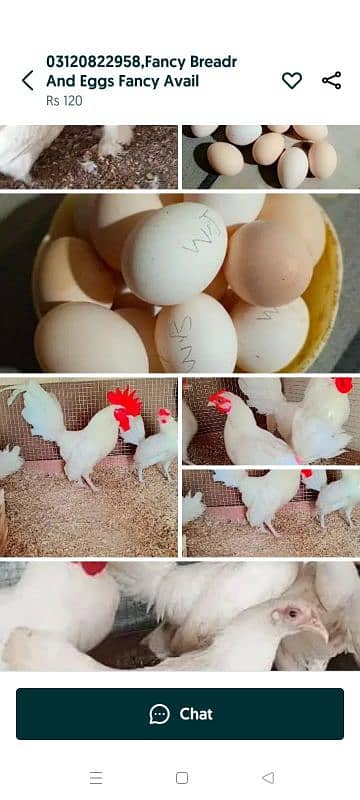 03120822958 Fancy Breadr K Fresh & Fartail Eggs Avail 3