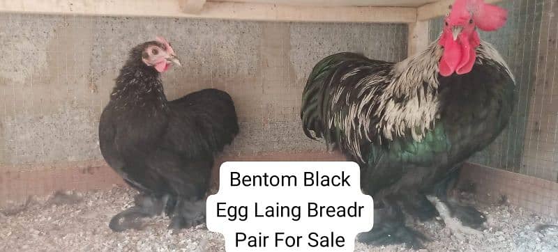 03120822958 Fancy Breadr K Fresh & Fartail Eggs Avail 11