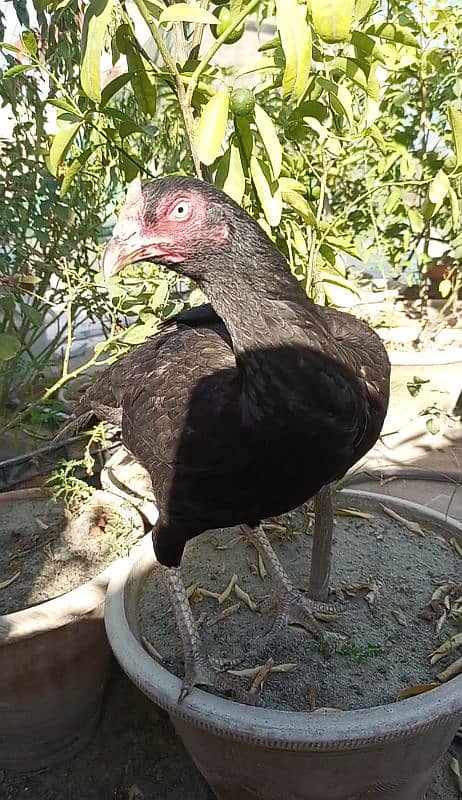 Premium Aseel Hen | Egg-Laying Ready | Top-Quality Breeder 2