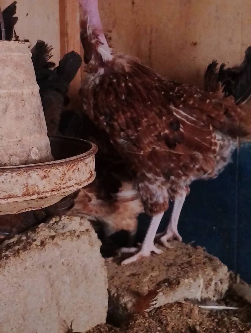 Top quality Ganji Desi Hens 0