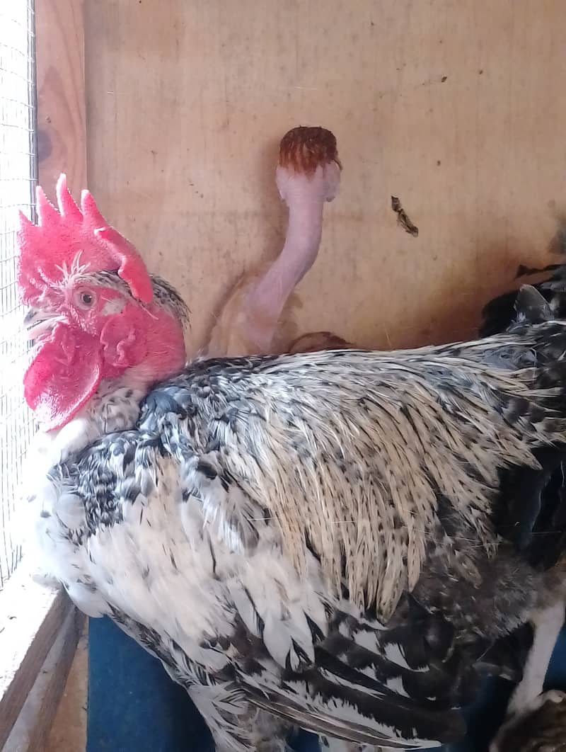 Top quality Ganji Desi Hens 1