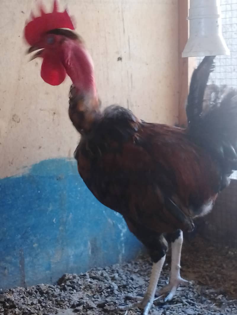 Top quality Ganji Desi Hens 2