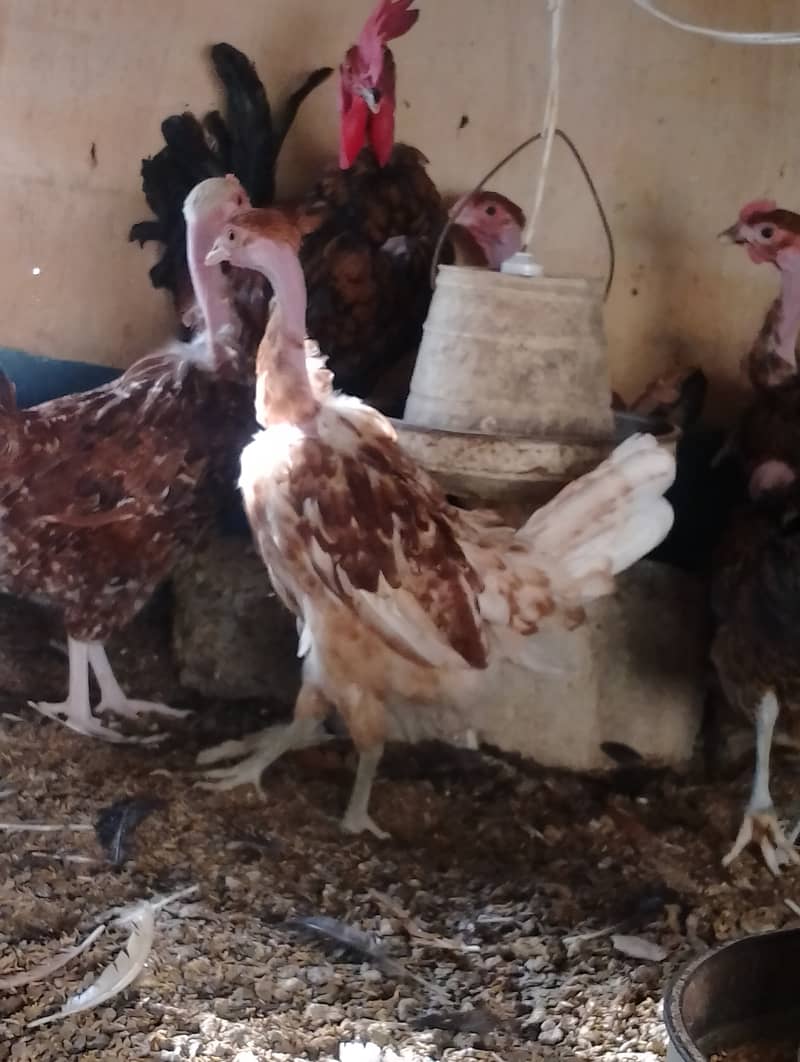 Top quality Ganji Desi Hens 5