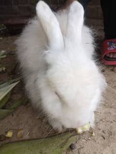 3 male angora male for sale