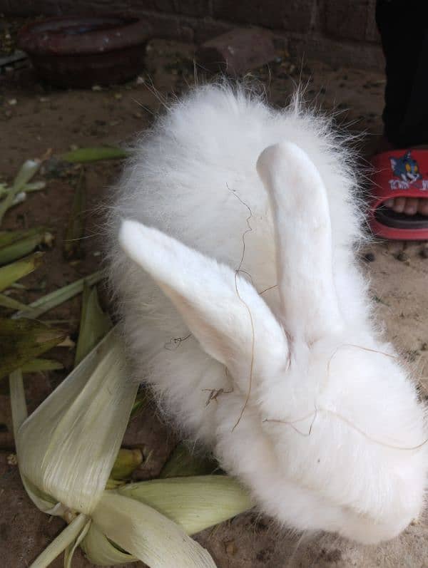 3 male angora male for sale 1