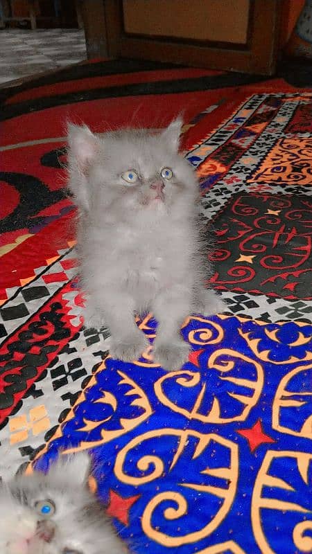 Persian kittens for sale 0